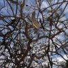 La Luna plage arbre